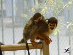 Tiergarten Schönbrunn 16.10.2024